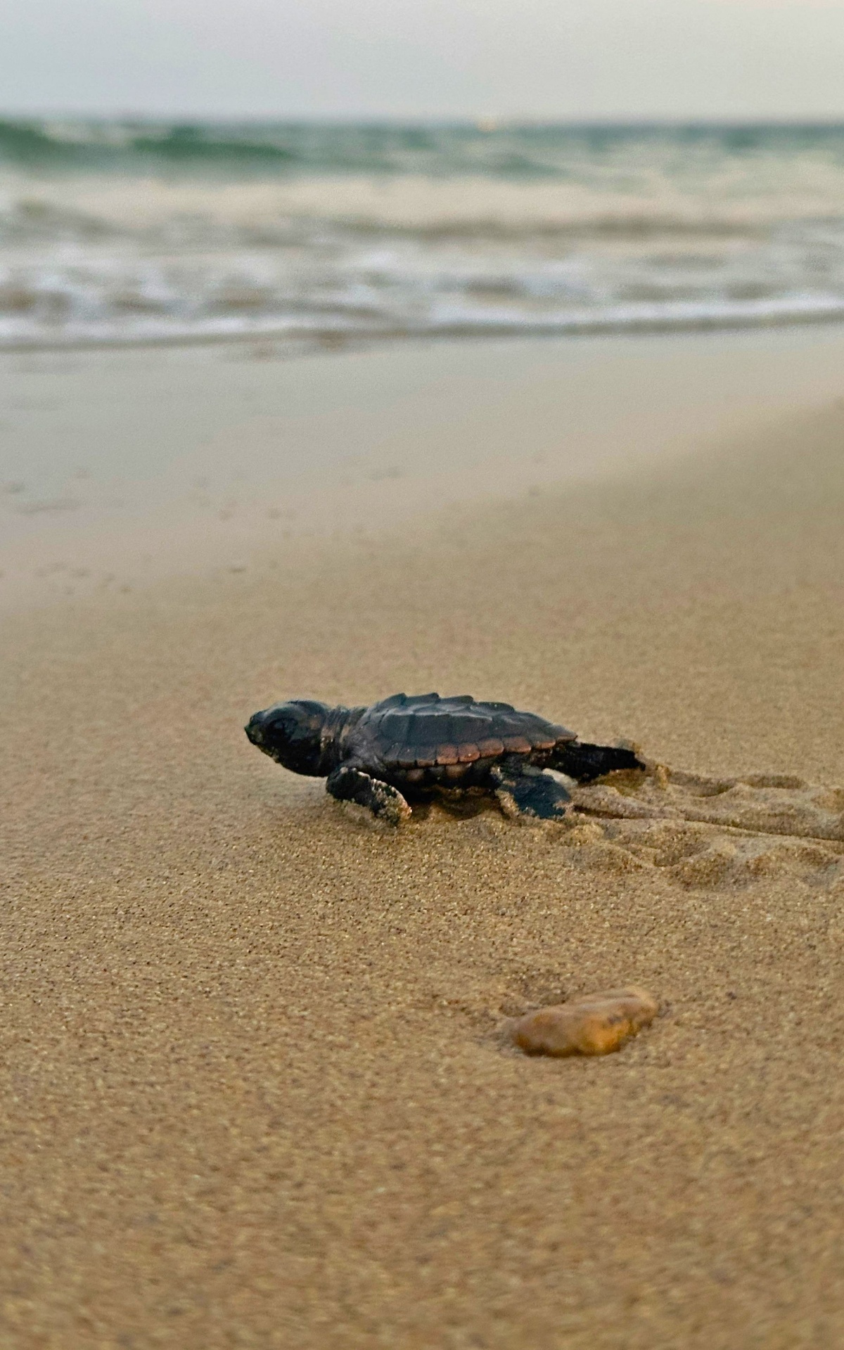 Turtle Nesting Nights