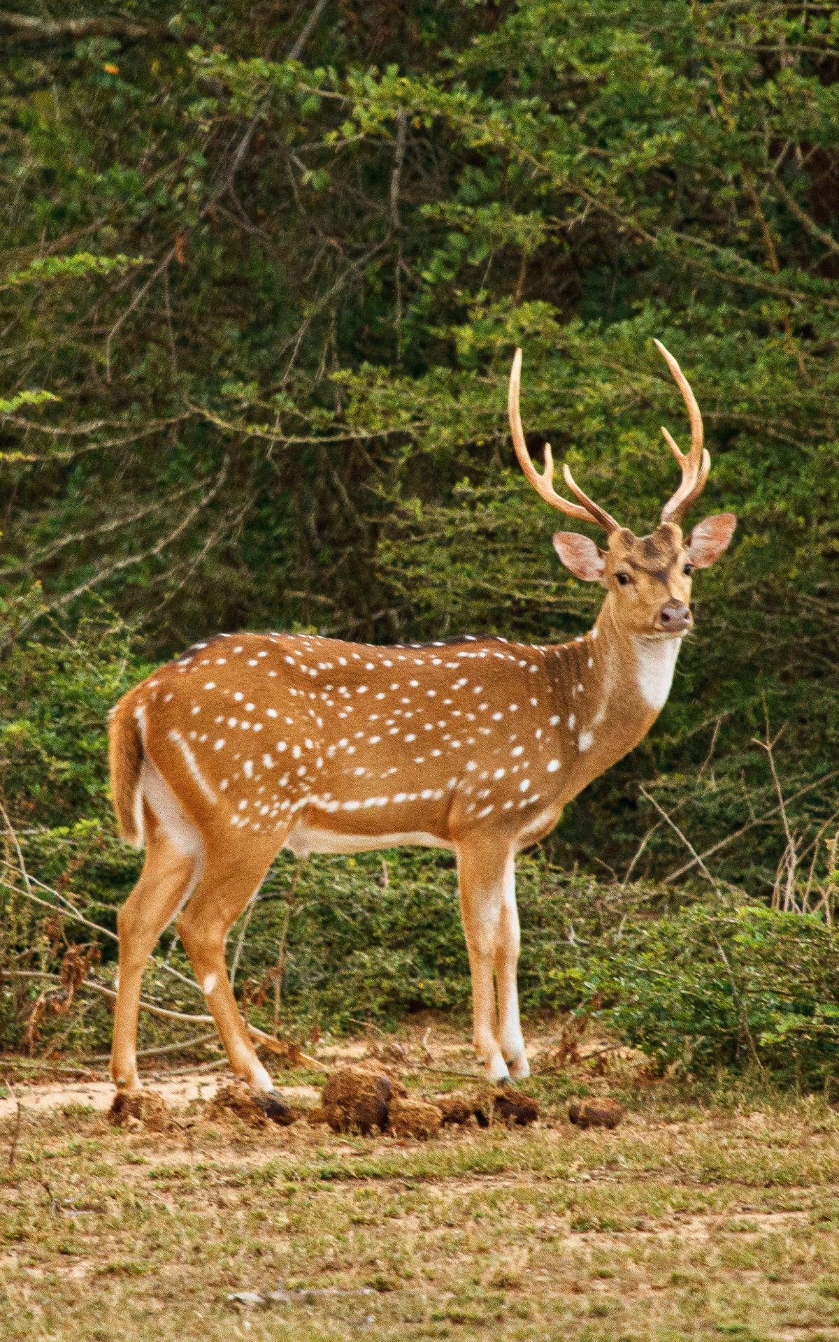 Gal Oya, Sri Lanka