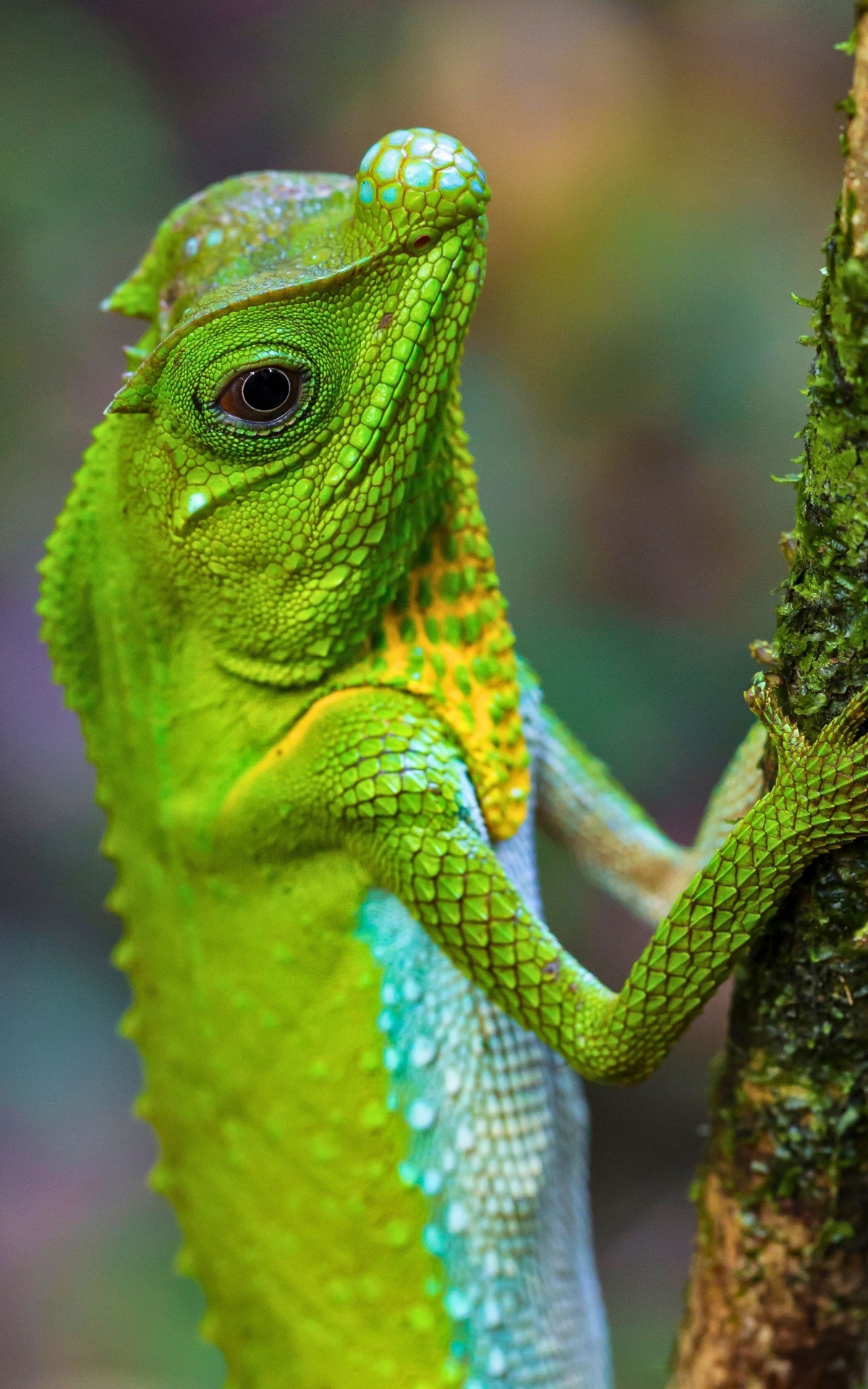 Sinharaja, Sri Lanka