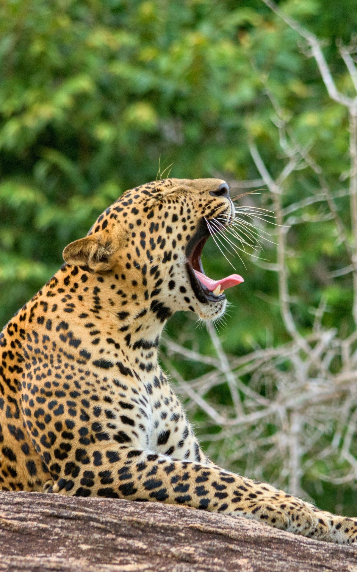 Yala, Sri Lanka