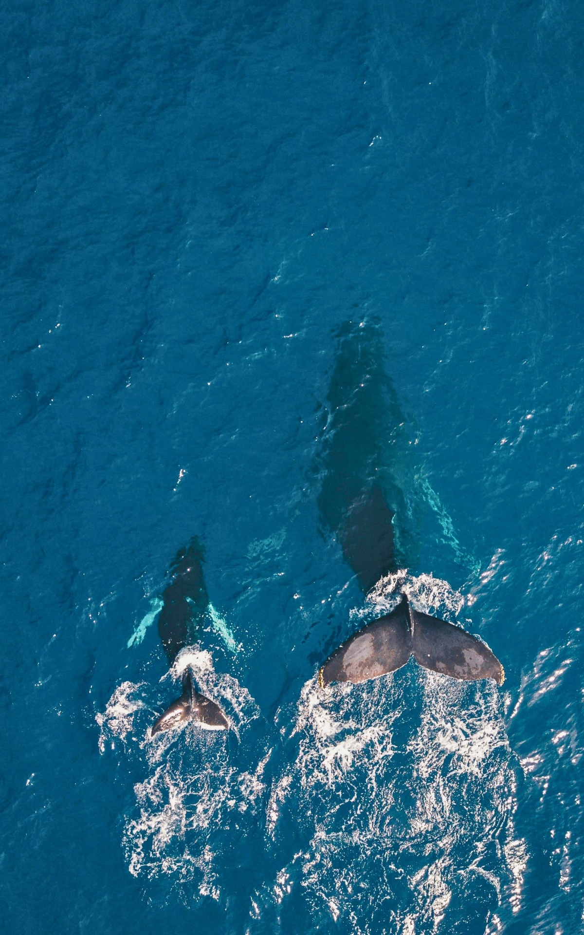 Whale Watching