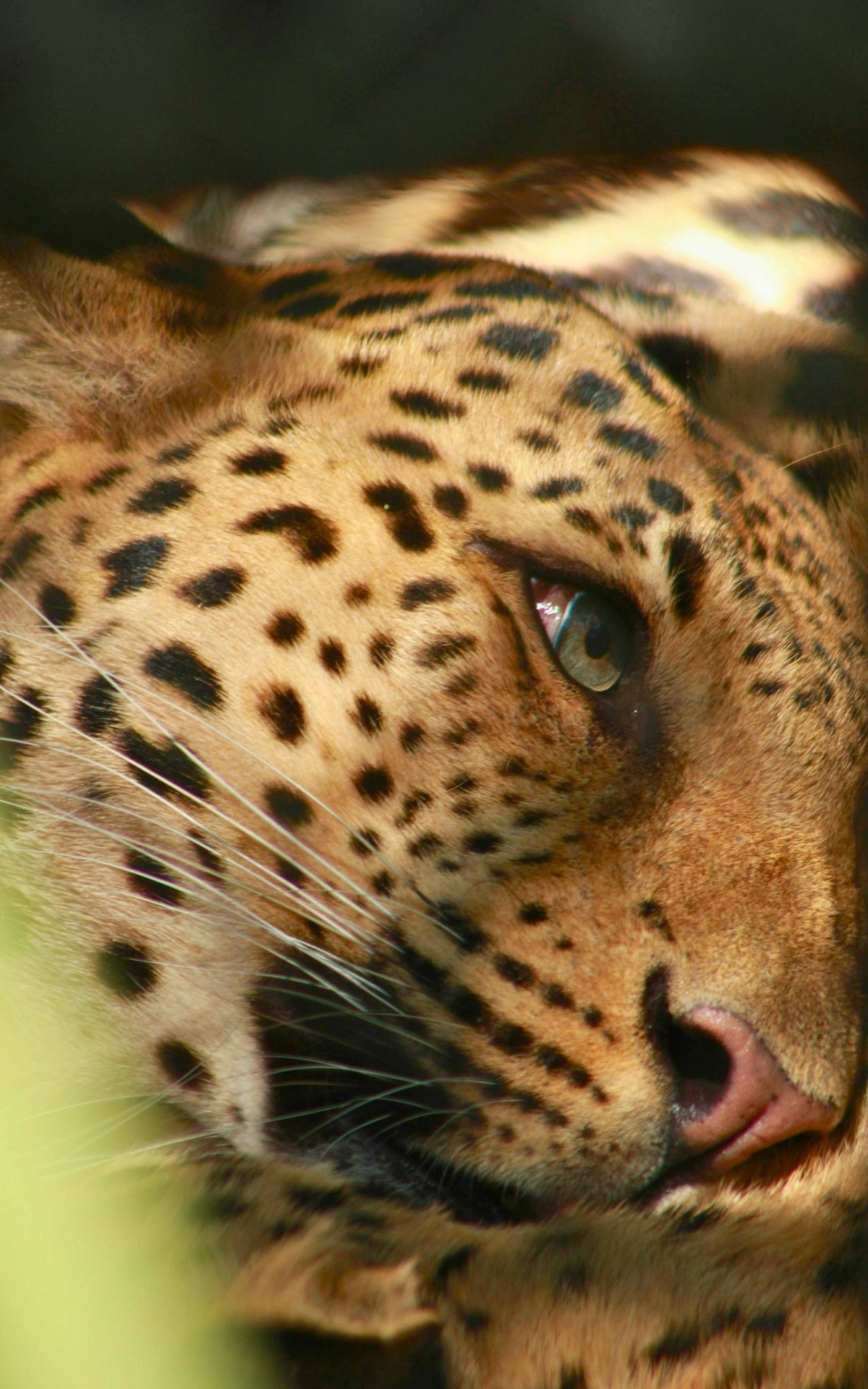 Private Safaris