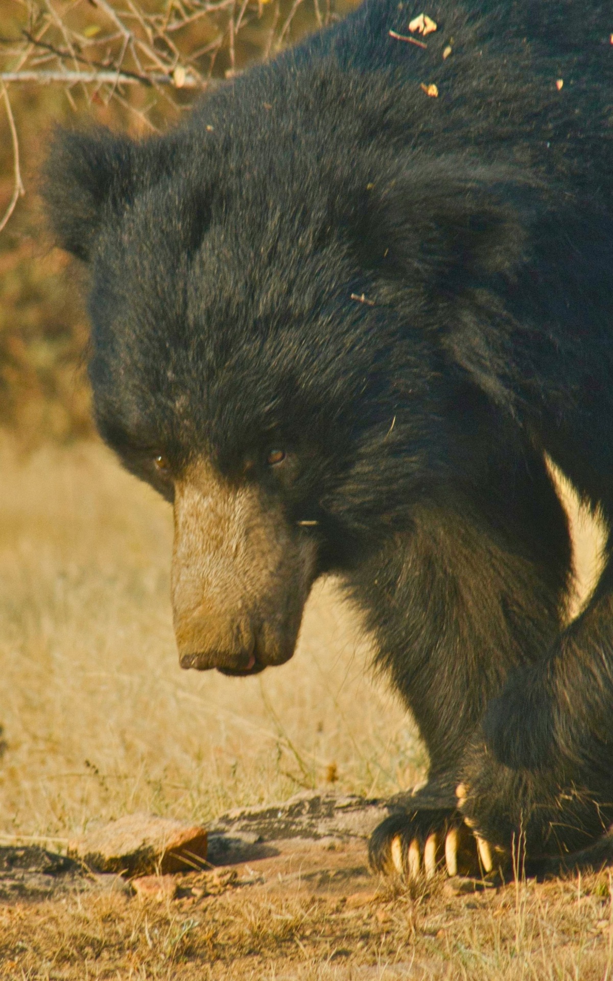Sloth Bear Safaris