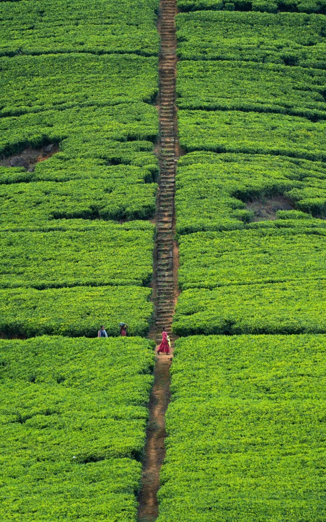 Tea Estate Escapes