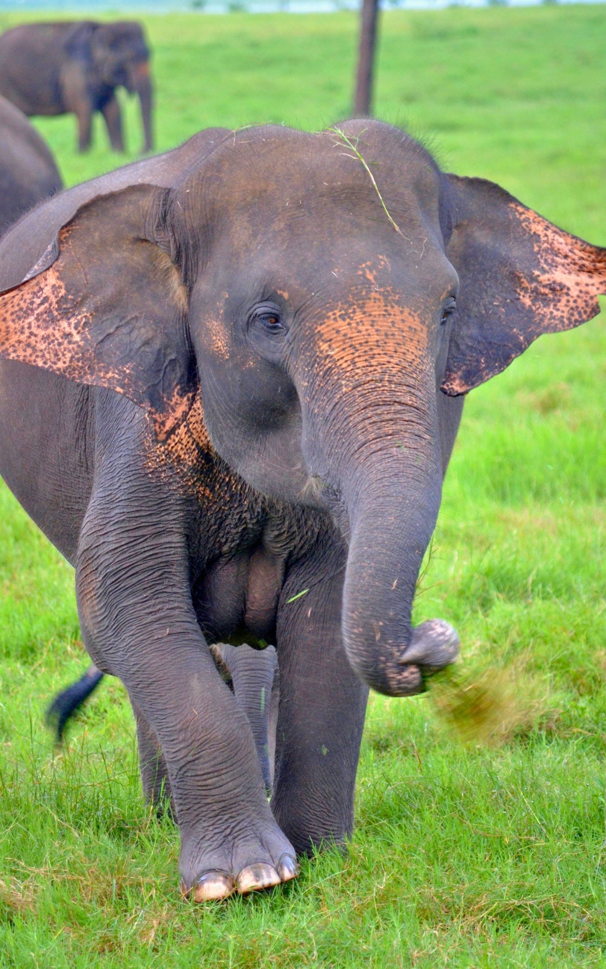 The Minneriya Elephant Gathering